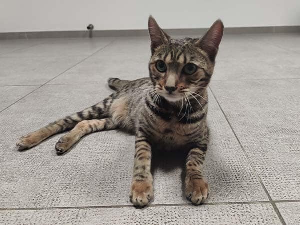 BENGAL-NEURO