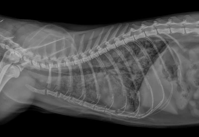 Diagnostic et le traitement des cardiomyopathies chez le chat OnlyVet à Lyon SaintPriest