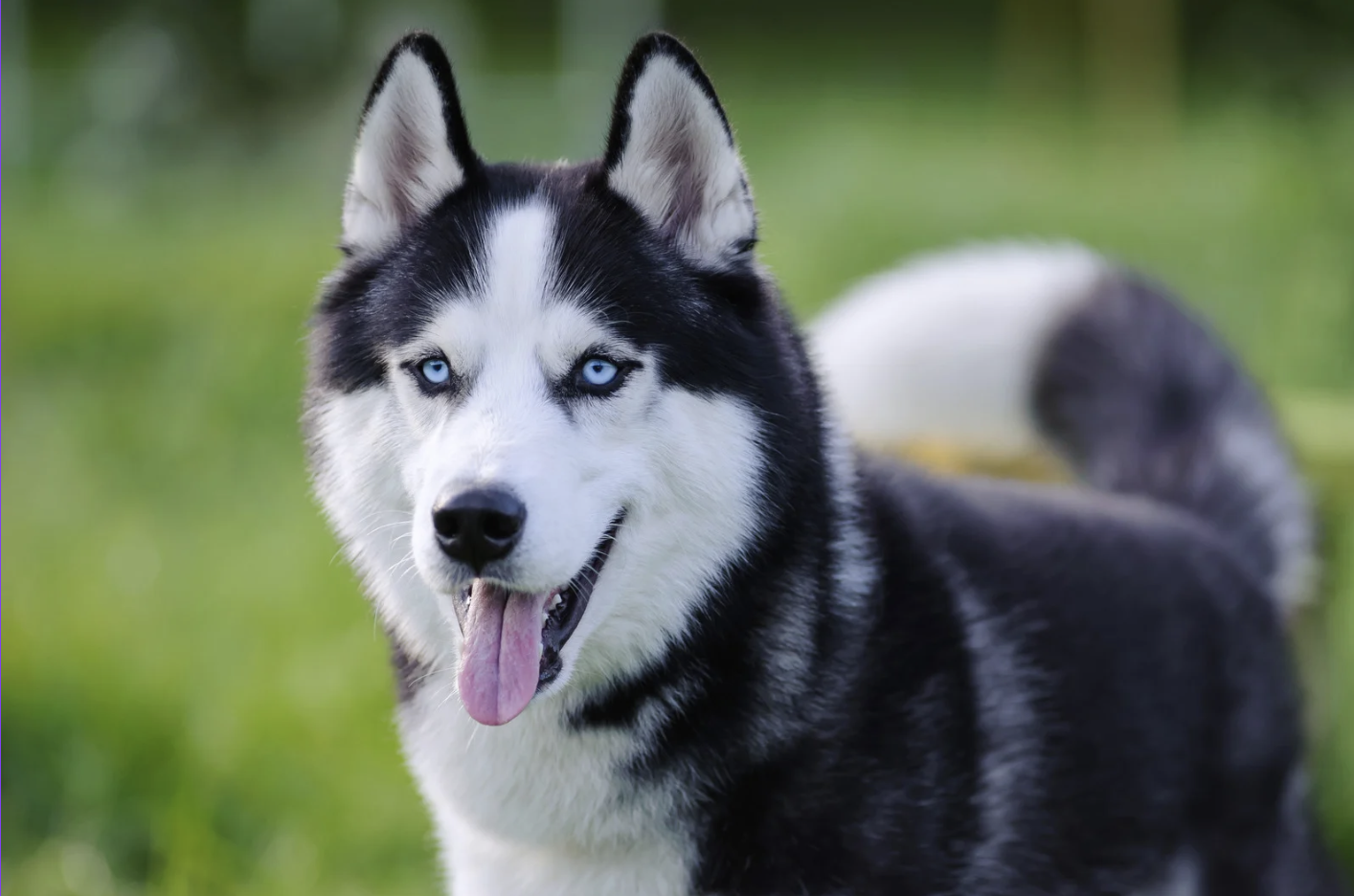 Husky - OnlyVet