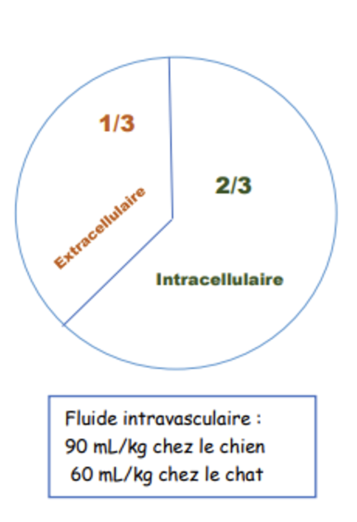 Graphique fluidothérapie – OnlyVet Graphique fluidothérapie - OnlyVet