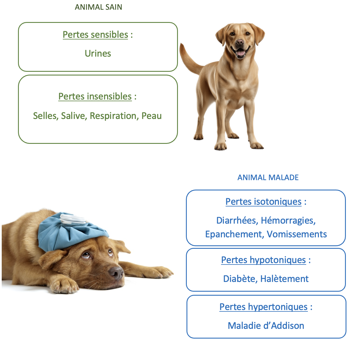 Fluidothérapie – Animal sain vs malade – OnlyVet Fluidothérapie - Animal sain vs malade - OnlyVet