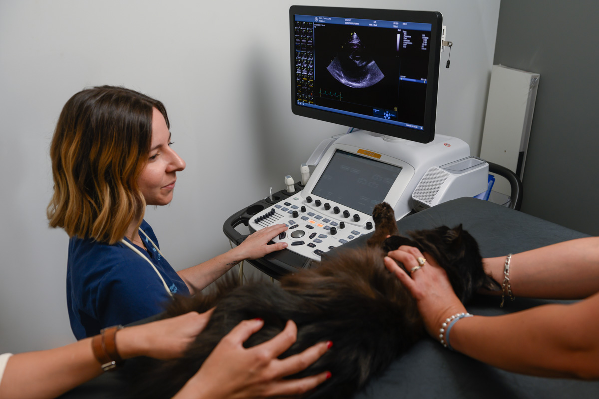 Échocardio chat - OnlyVet MENTION OBLIGATOIRE PIXYMEDIA 2021