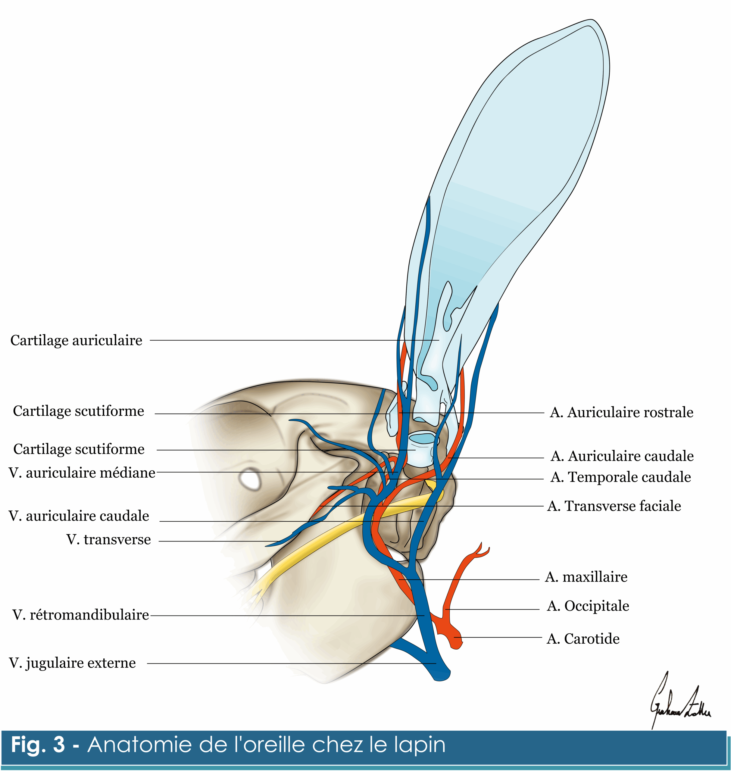 Fig. 3 anatomie oreille lapin anatomie oreille lapin