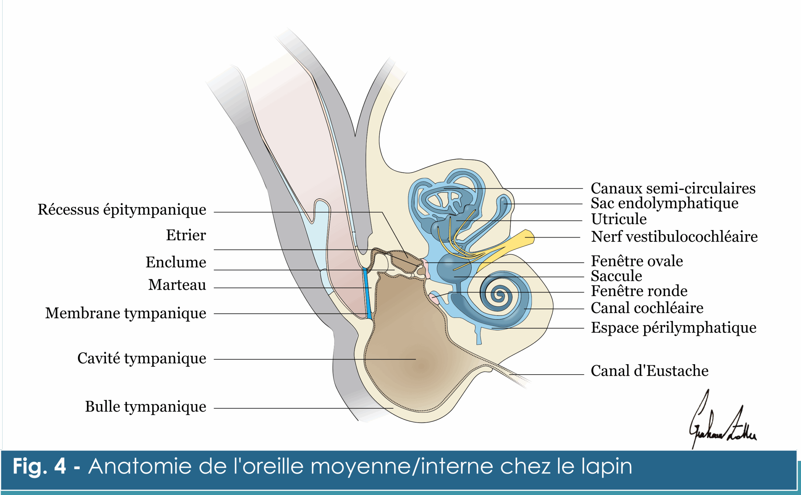 anatomie oreille moyenne/interne anatomie oreille moyenne/interne