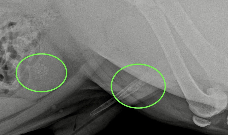 figure 1a-radiographie abdominale caudale de profil montrant la position initiale des calculs.
