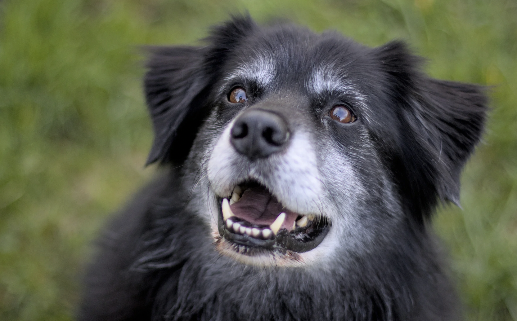 chien gériatrie et soins palliatifs