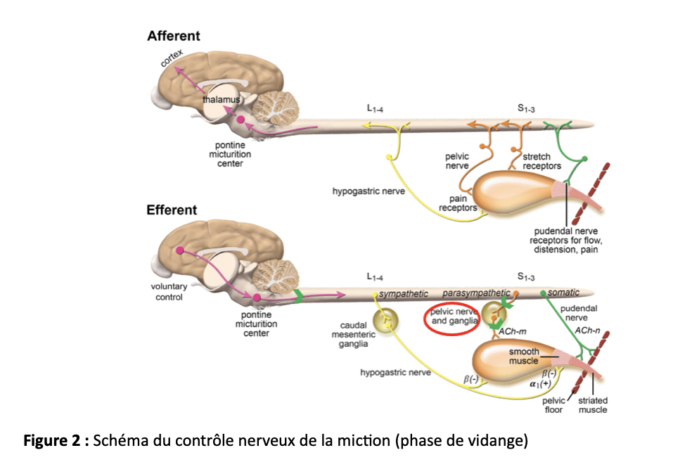 Schéma du contrôle nerveux de la miction (phase de vidange) Schéma du contrôle nerveux de la miction (phase de vidange)