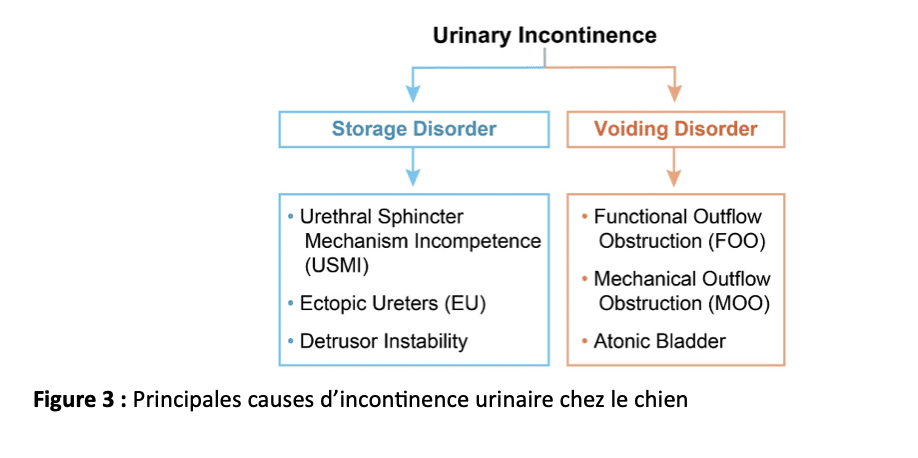Principales causes d’incontinence urinaire chez le chien Principales causes d’incontinence urinaire chez le chien