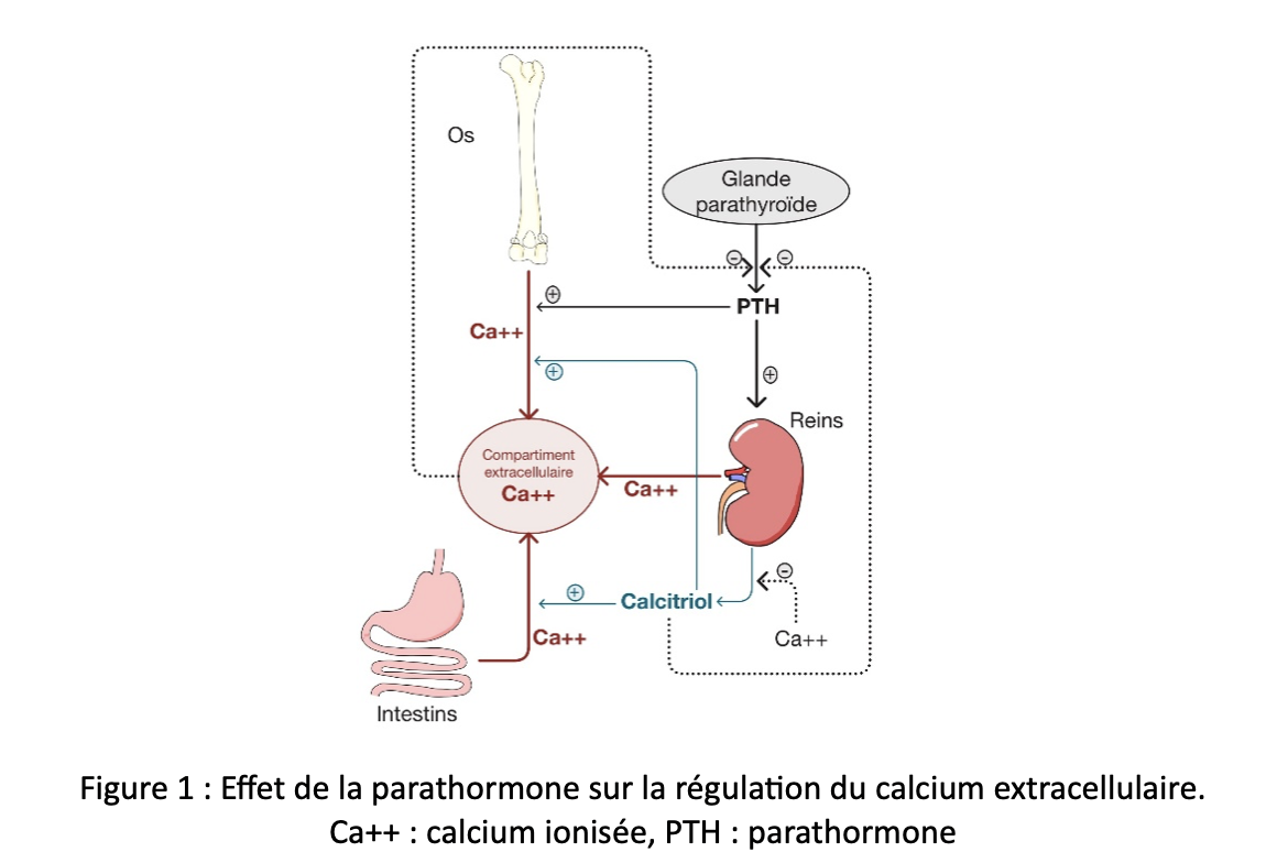 Effet de la parathormone sur la régulation du calcium extracellulaire.
Ca++ : calcium ionisée, PTH : parathormone Effet de la parathormone sur la régulation du calcium extracellulaire.
Ca++ : calcium ionisée, PTH : parathormone